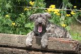 BOUVIER DES ARDENNES 327